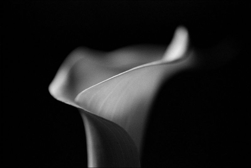 Calla