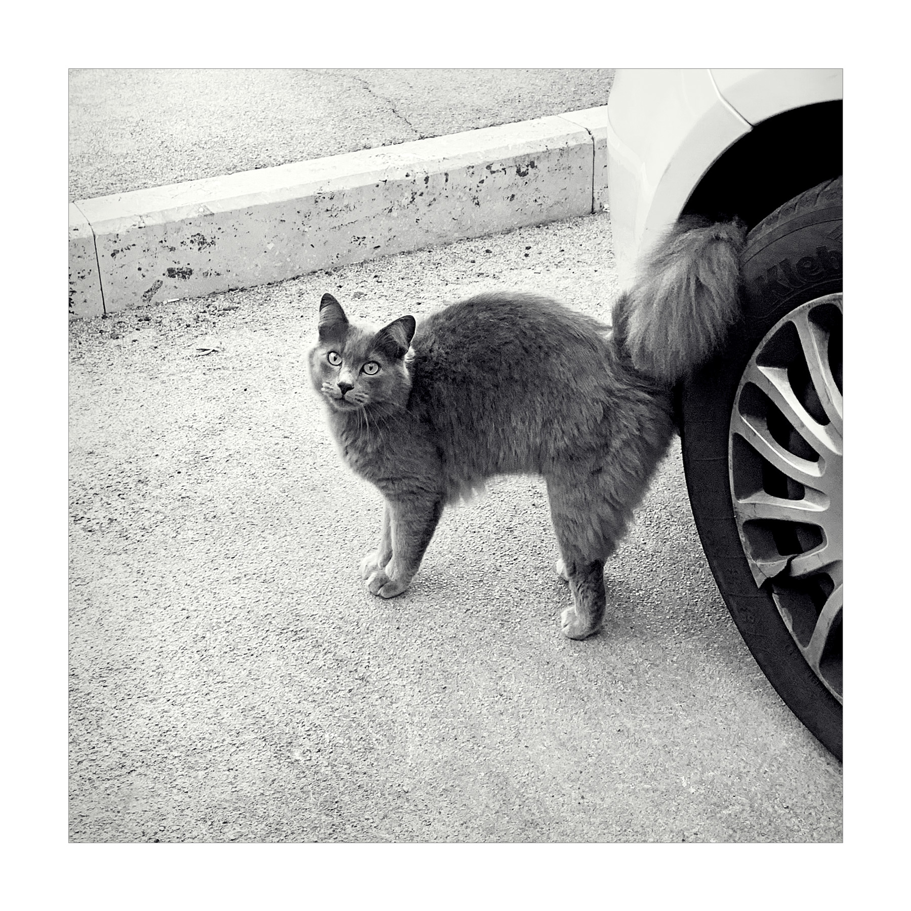 03042021IMG_E1117-BN3