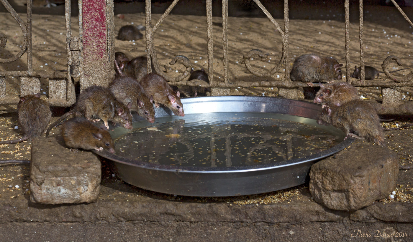 Qui i topi sono sacri