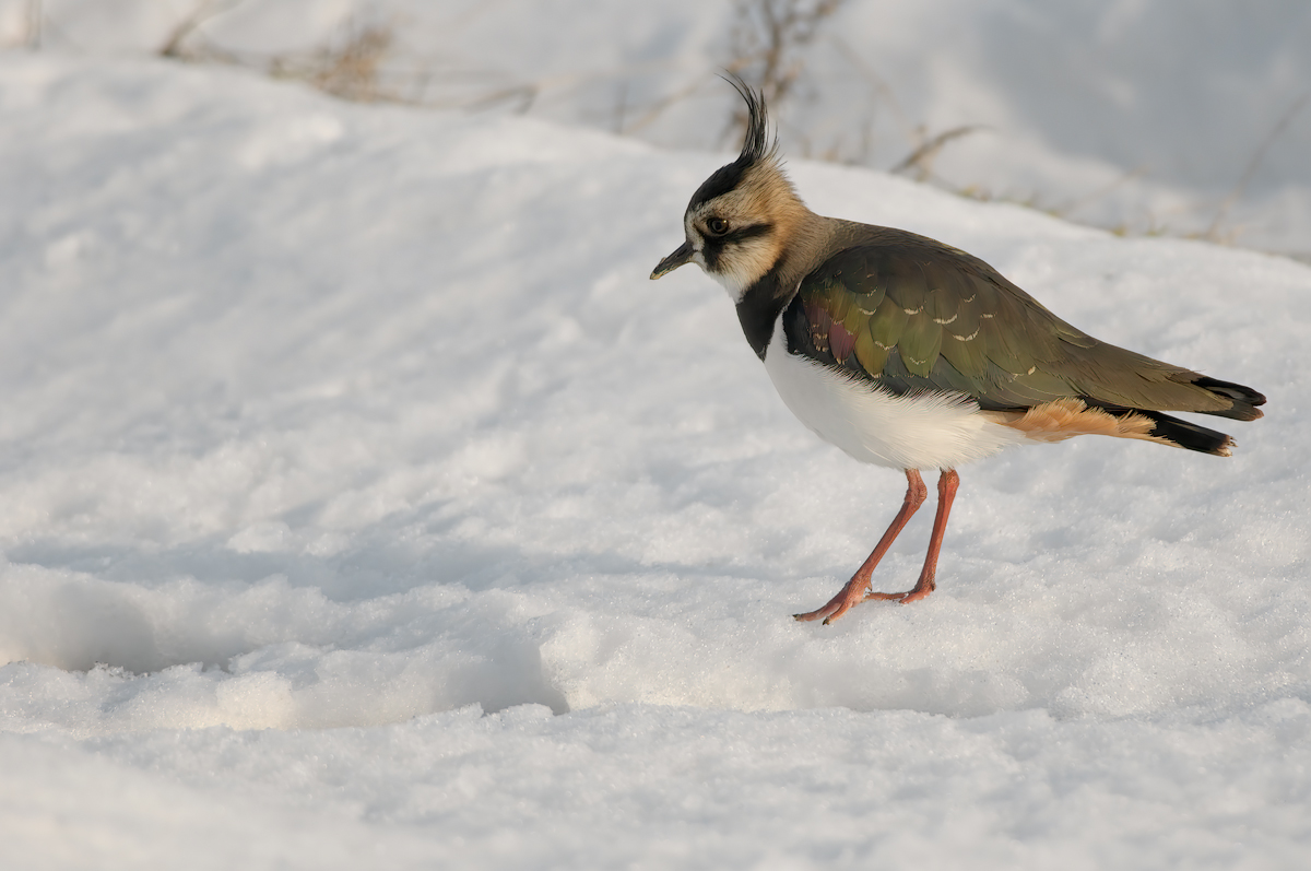 Pavoncella (Vanellus vanellus)