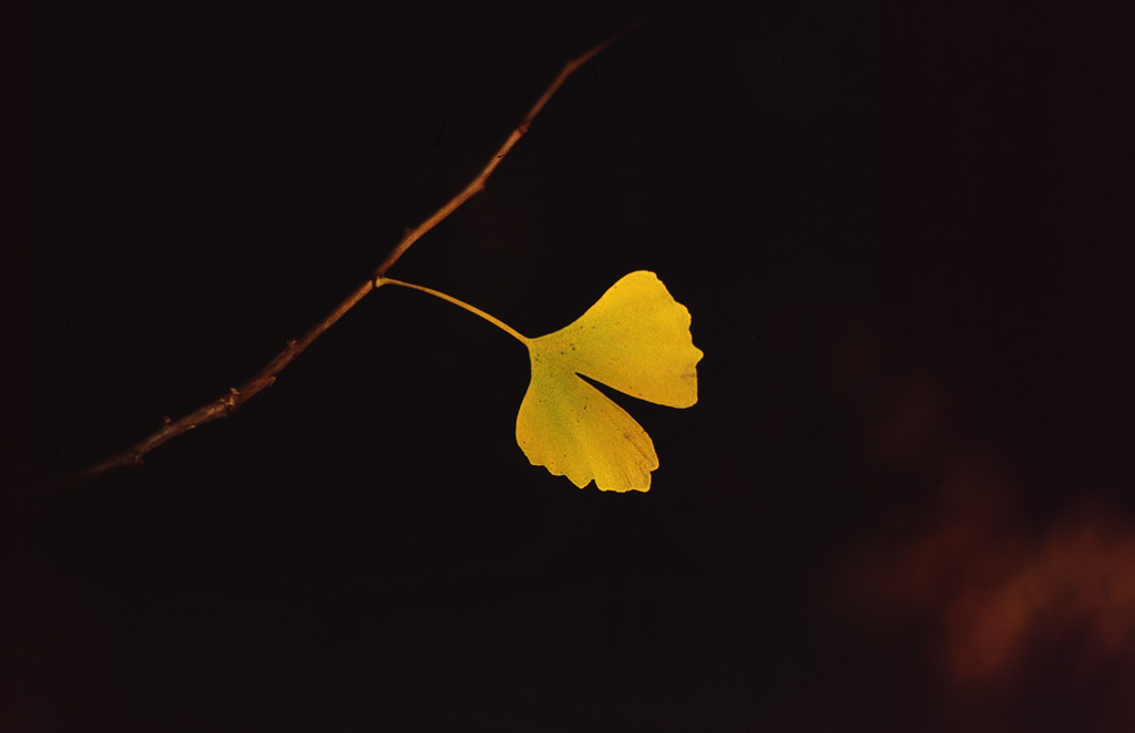 Ginko, ultima foglia.