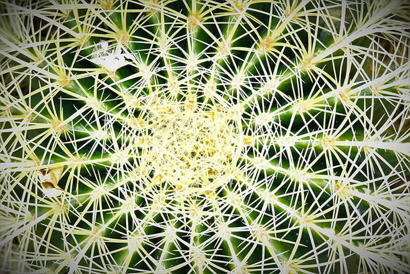 Cuscino della suocera