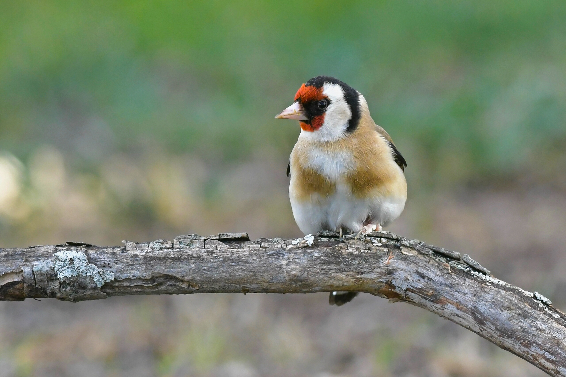 Pancia in dentro, petto in fuori...