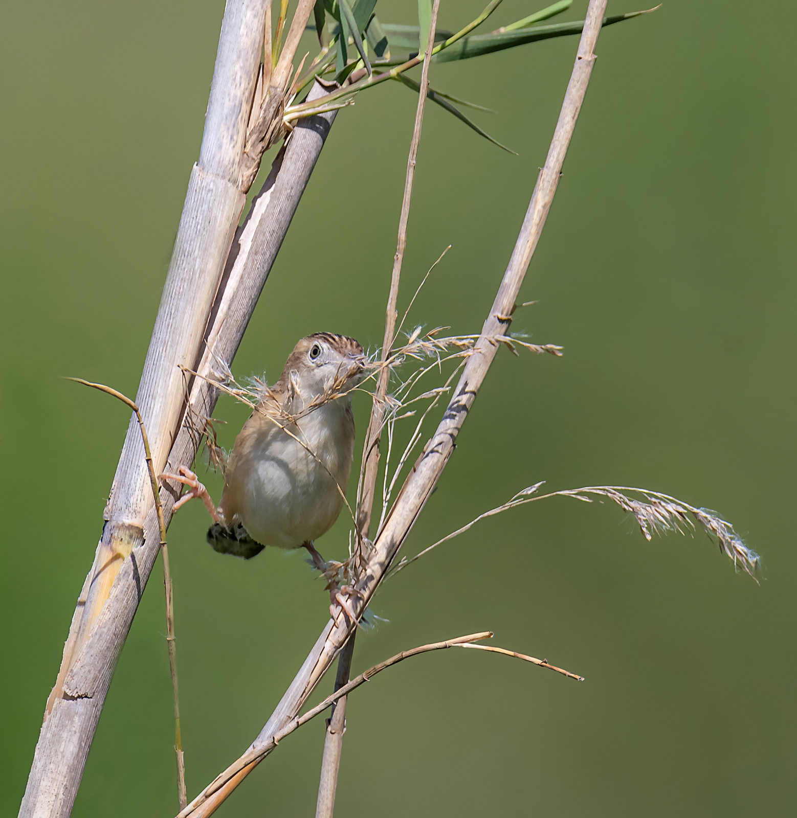 Beccamoschino work in progress...