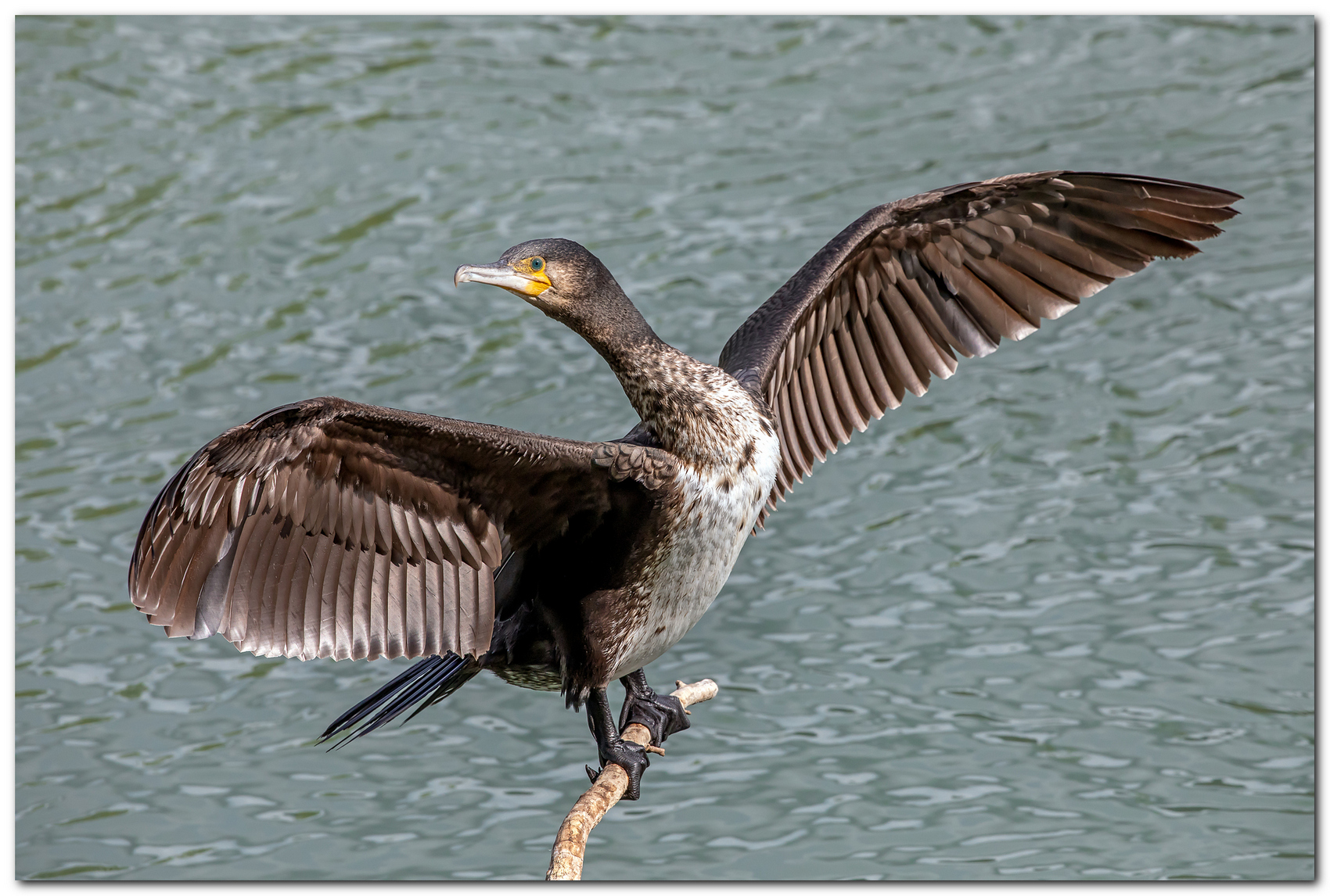 Cormorano