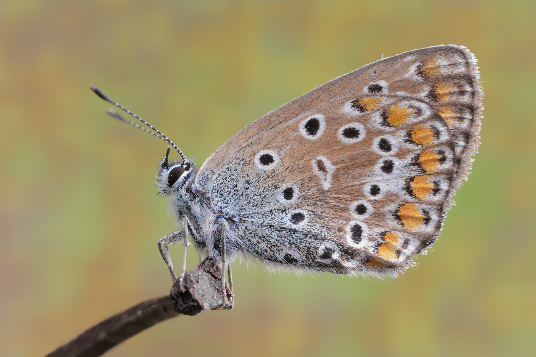 Plebejus agestis