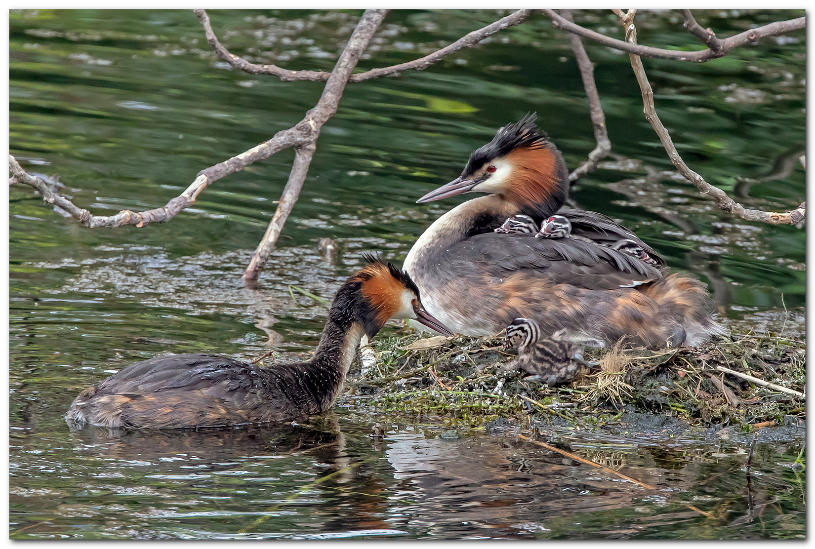 Svassi maggiori.... nonostante il covid