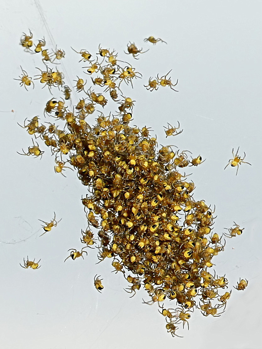 *** Assembramento ***