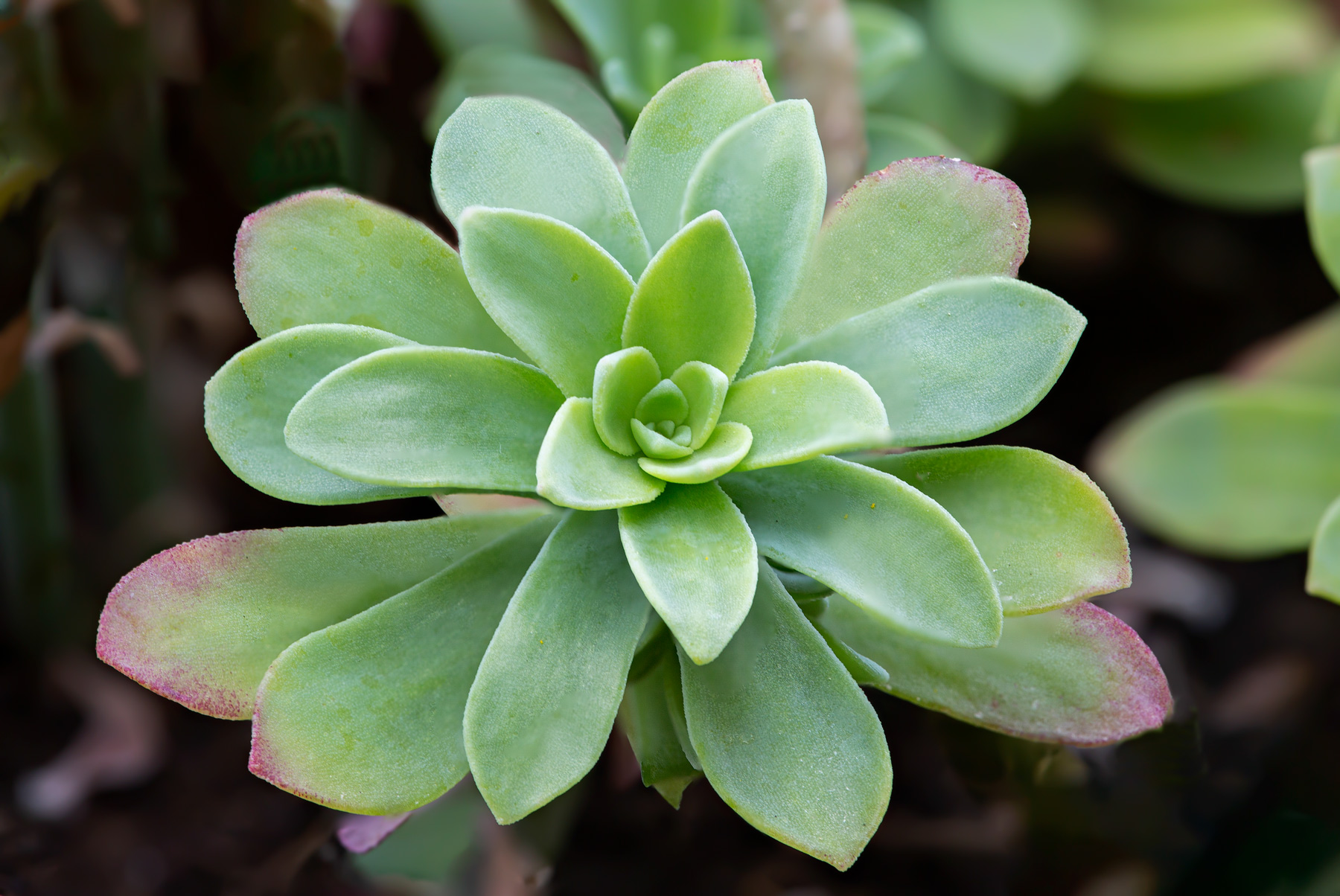 Rosellina di foglioline di Sedum Palmeri