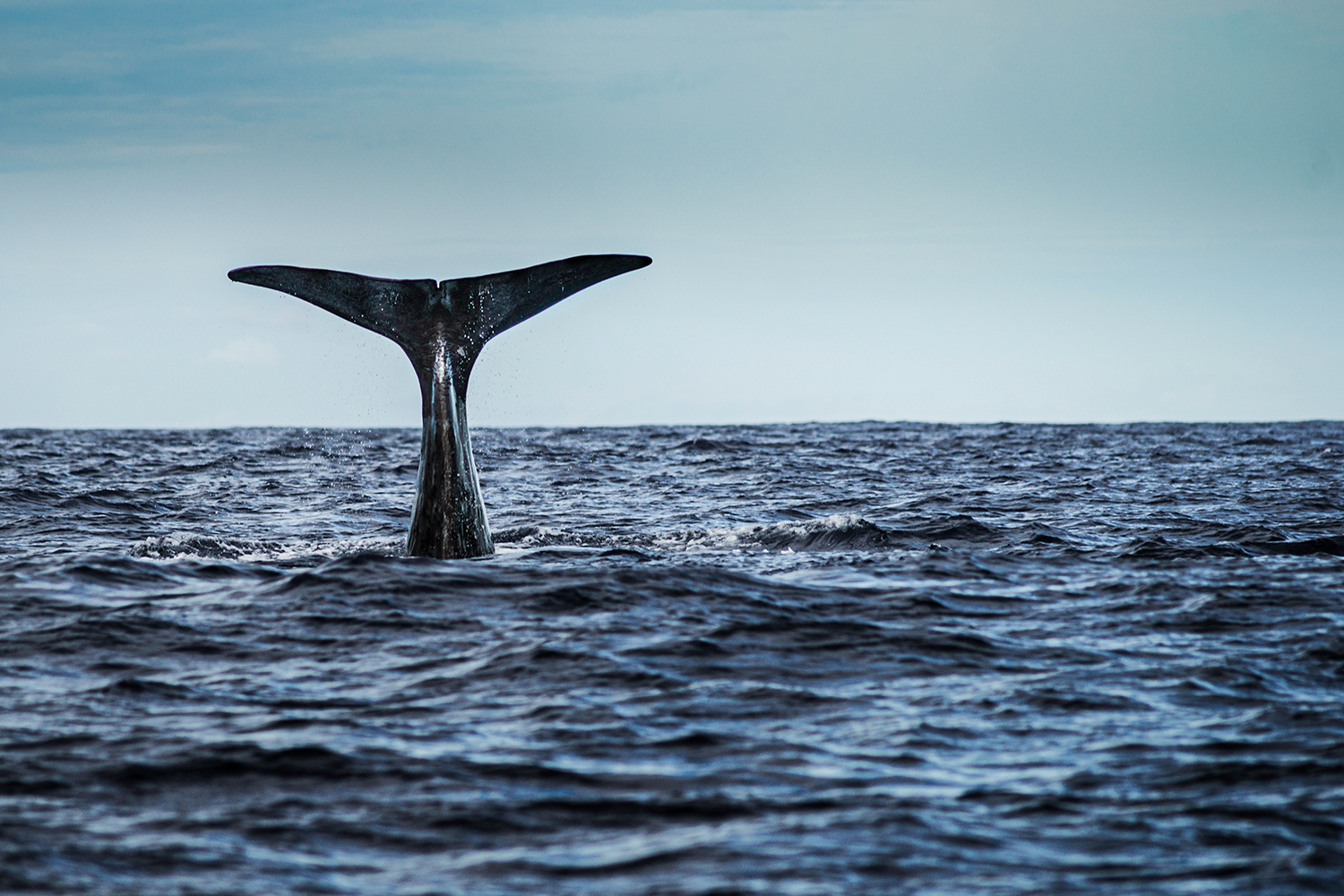 Isole azzorre, coda di balena