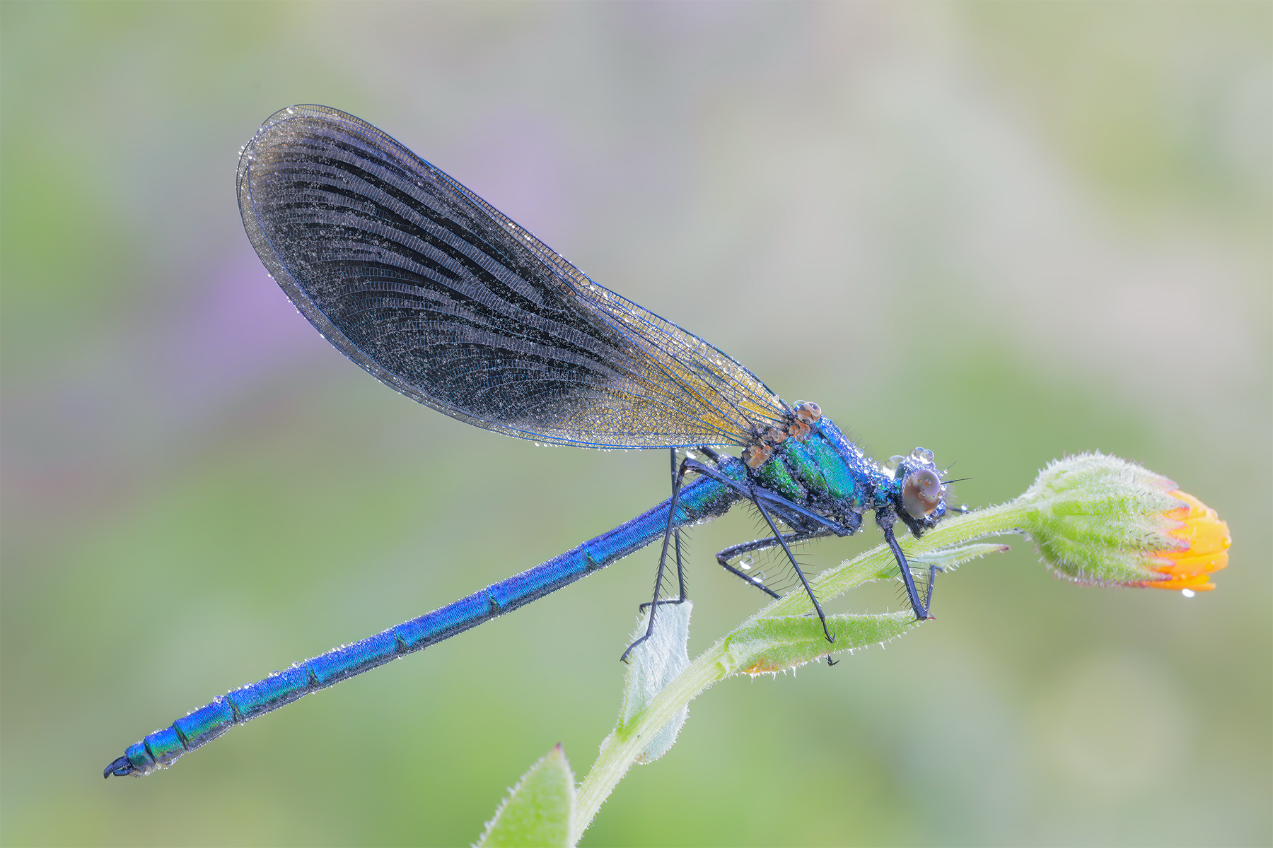 Calopteryx splendens