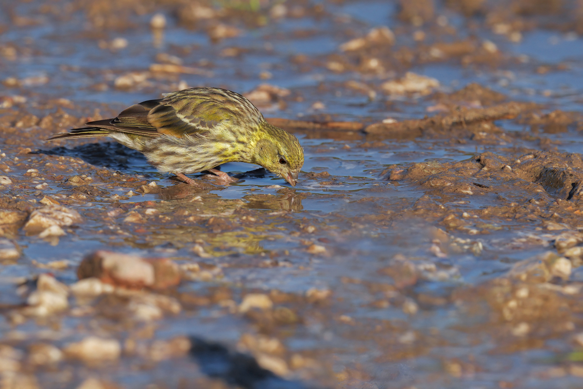 Verzellino (Serinus serinus)