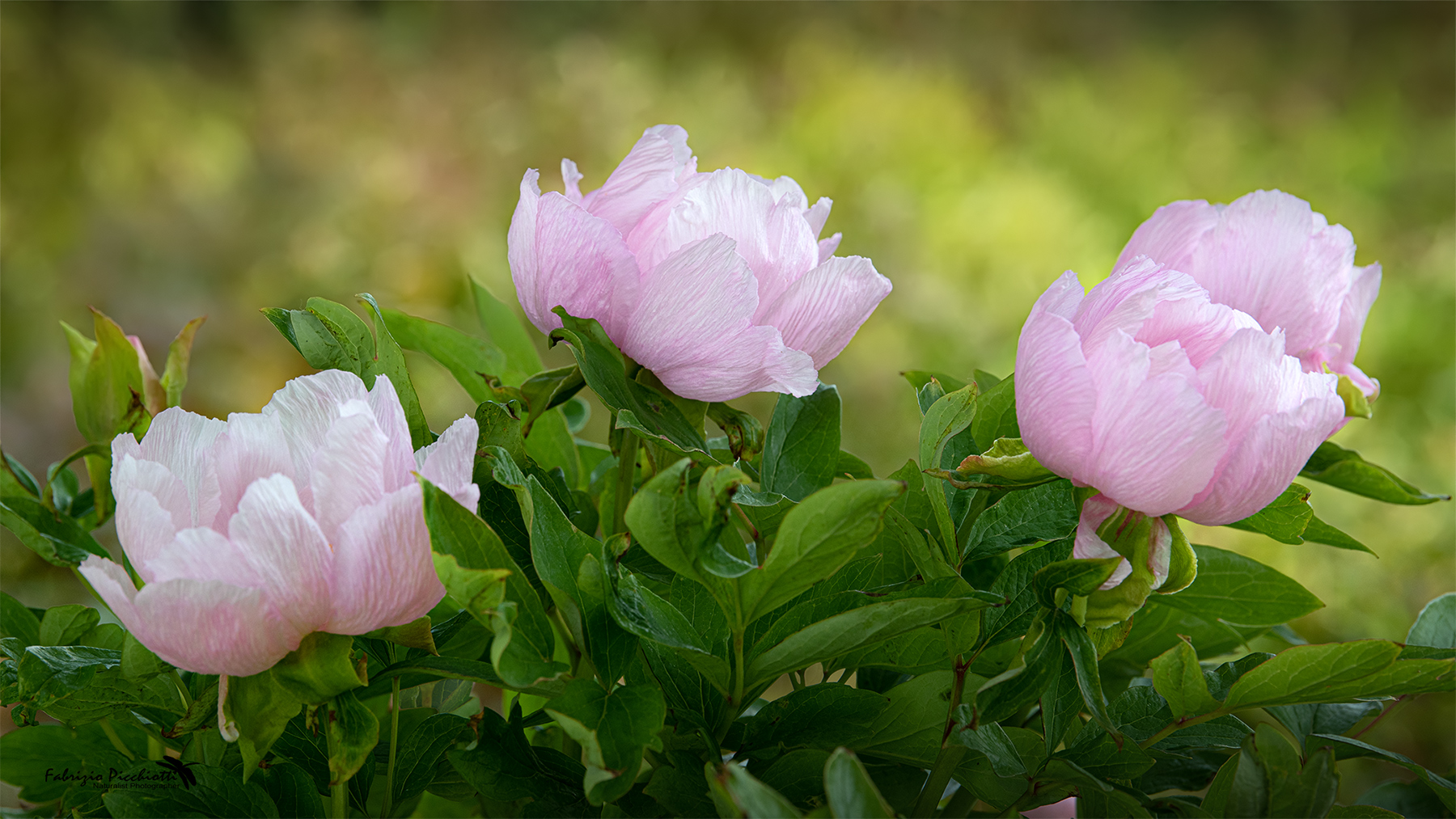 PEONIE