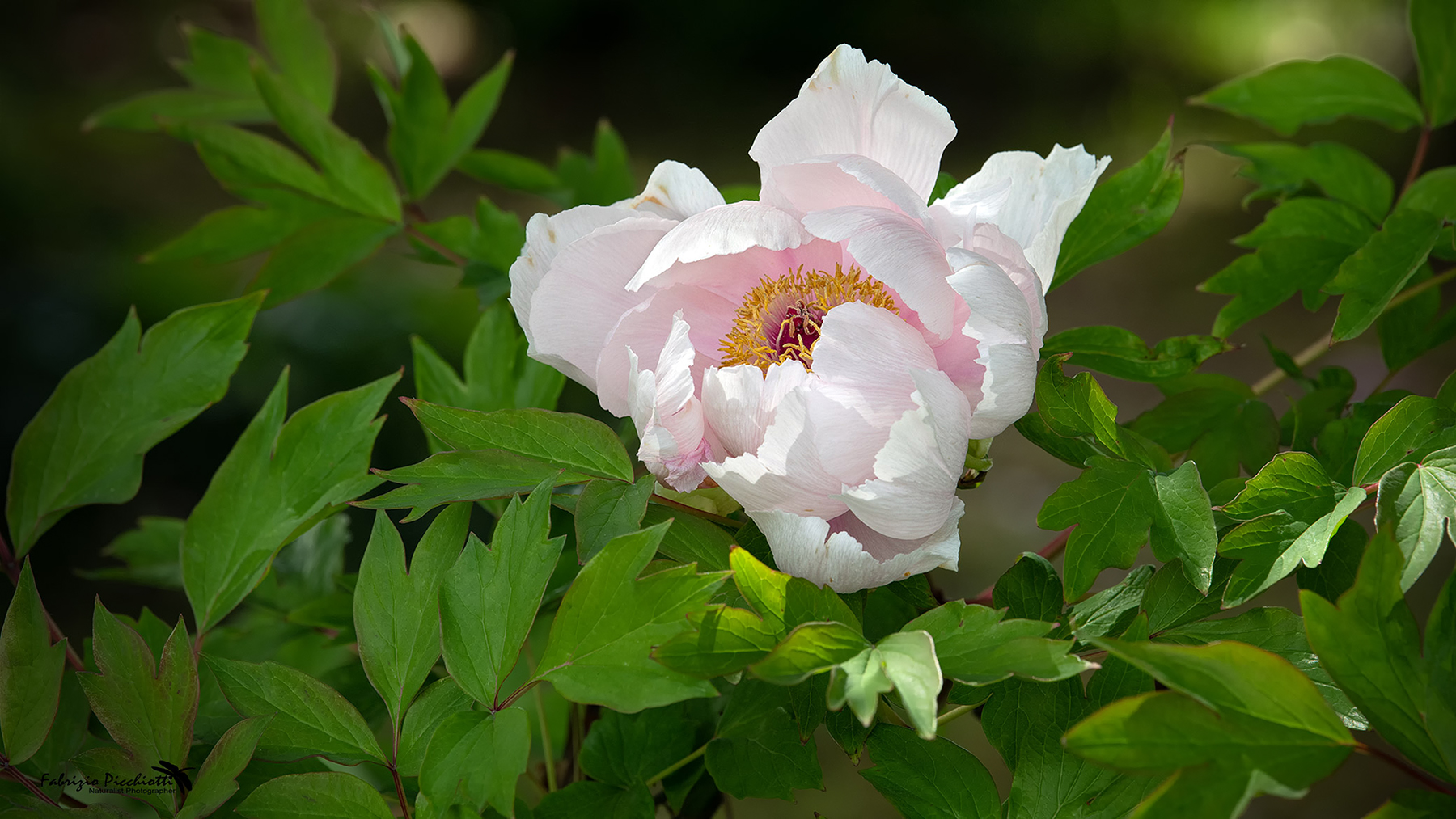 PEONIA 4