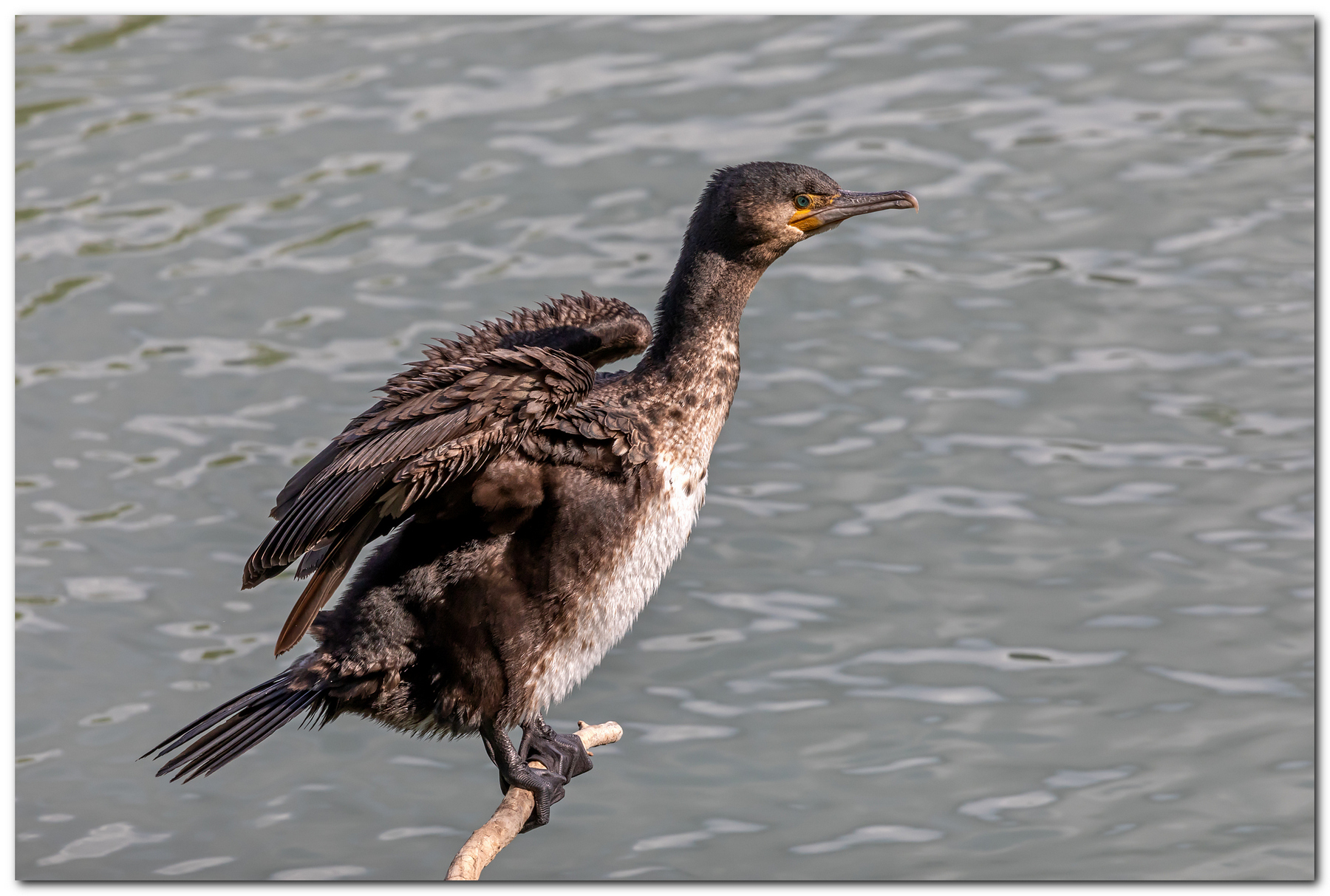Cormorano bagnato