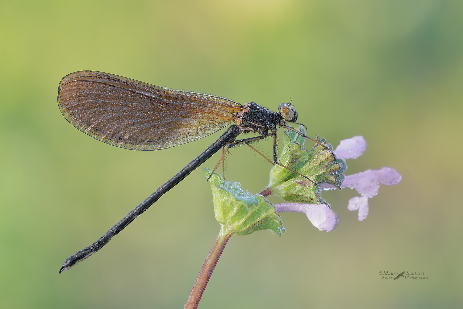Calopteryx-haemorrhoidalis_DSC1456