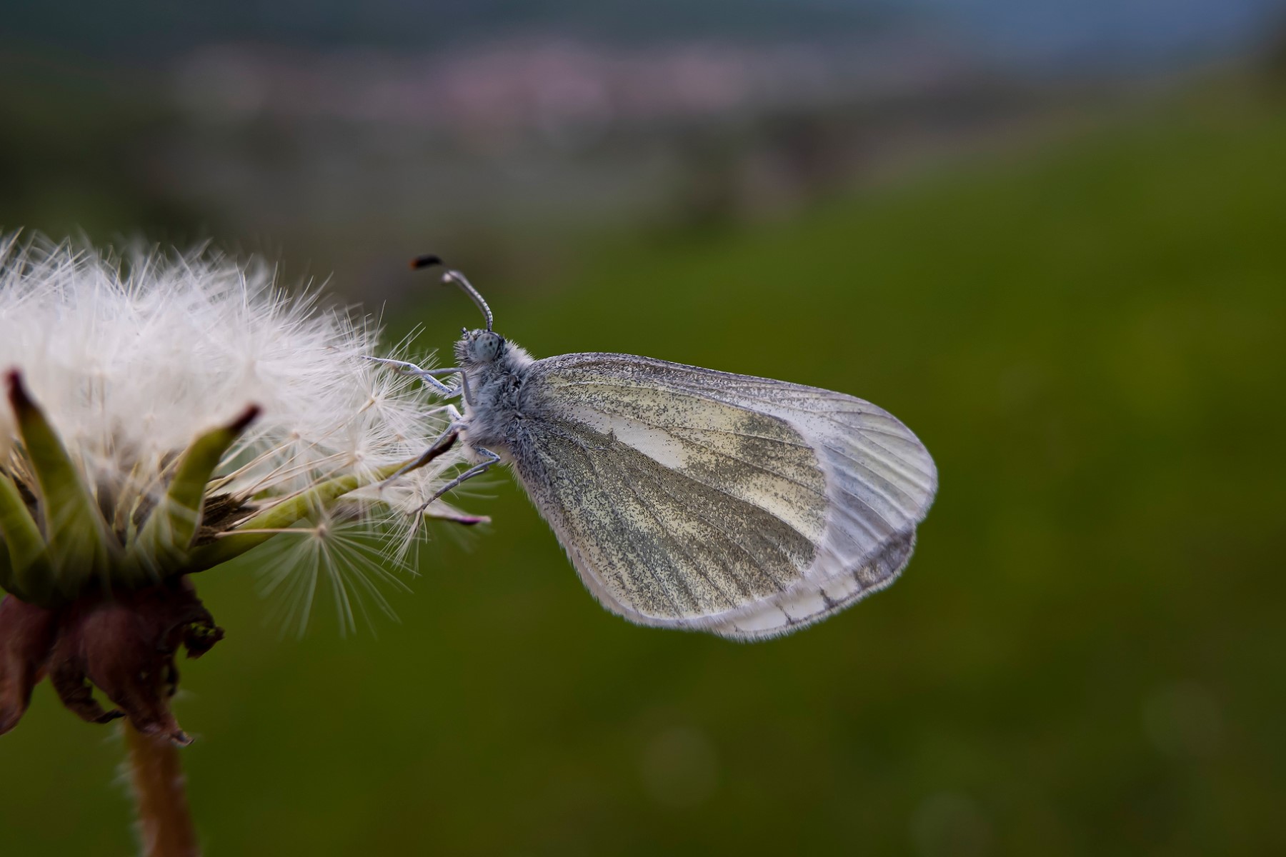 Batuffoli di primavera