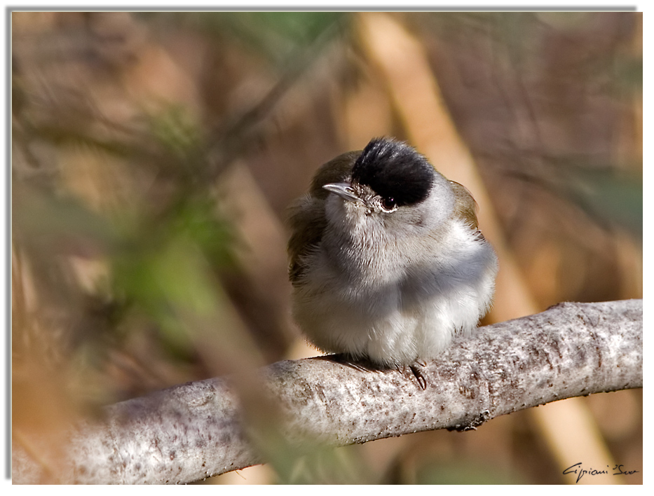 Capinera infreddolita.