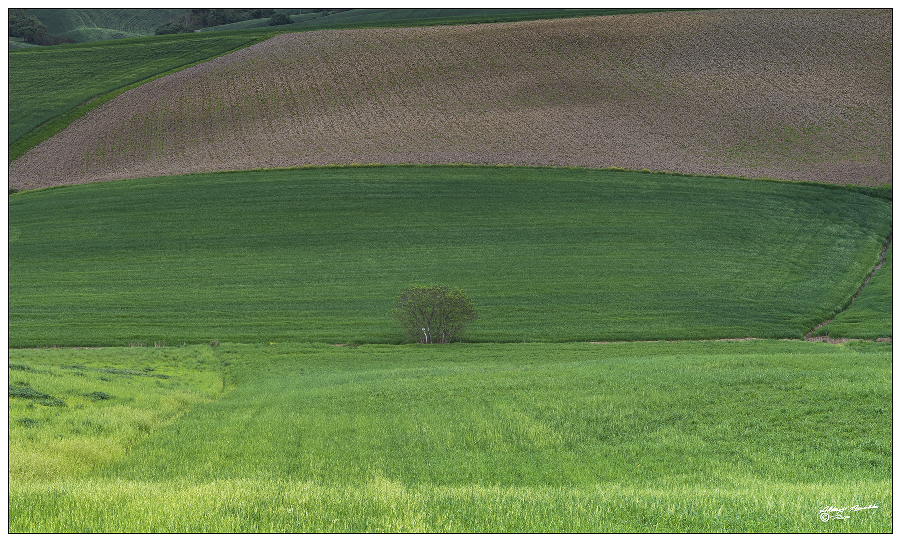 L'albero fondo valle.