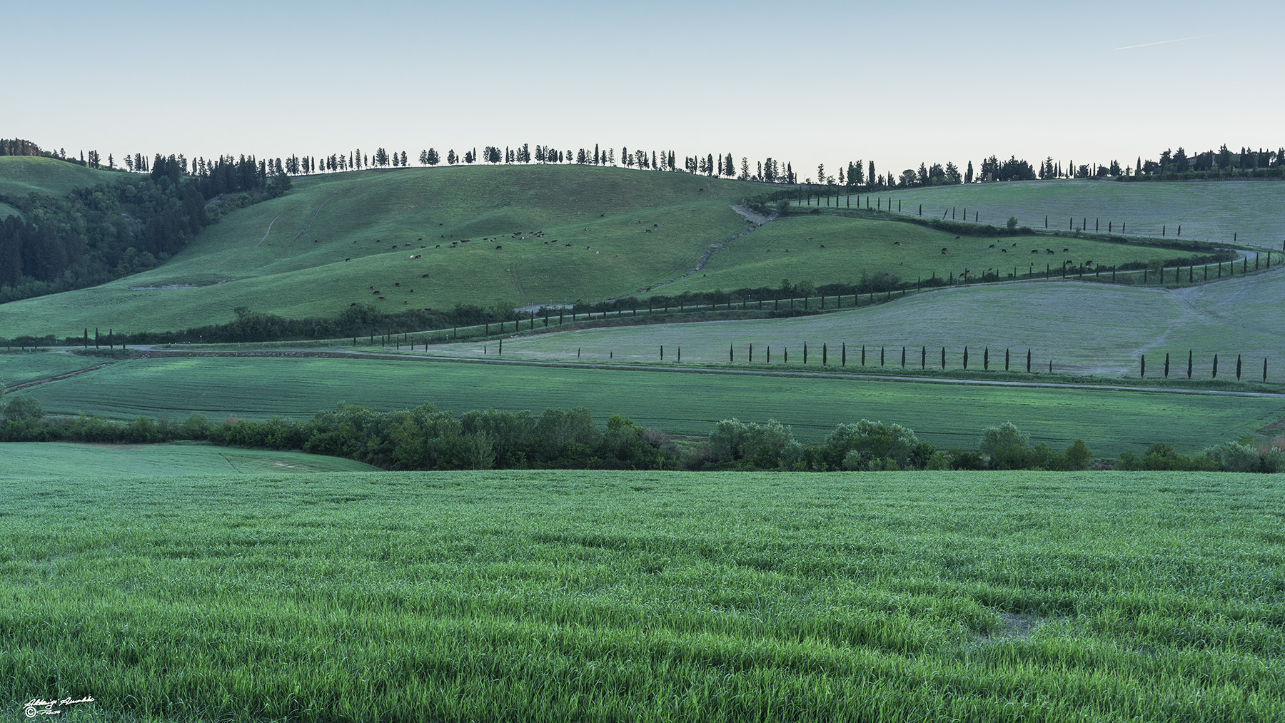 Pascolando nella verde collina..
