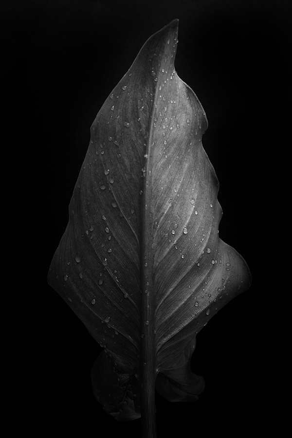 La Pioggia nel Pineto