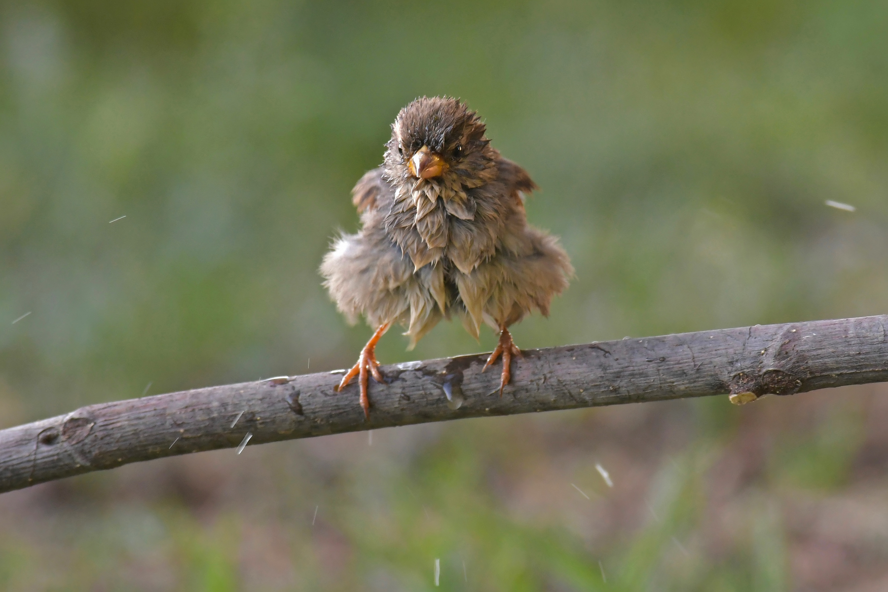 Il bagnetto del passerotto