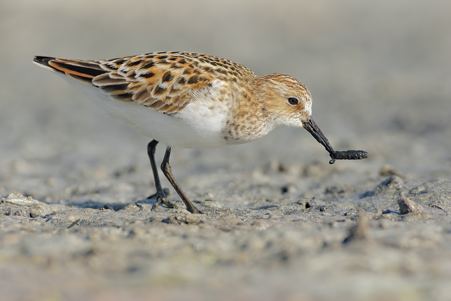 Gambecchio-in-alimentazione_DSC3167