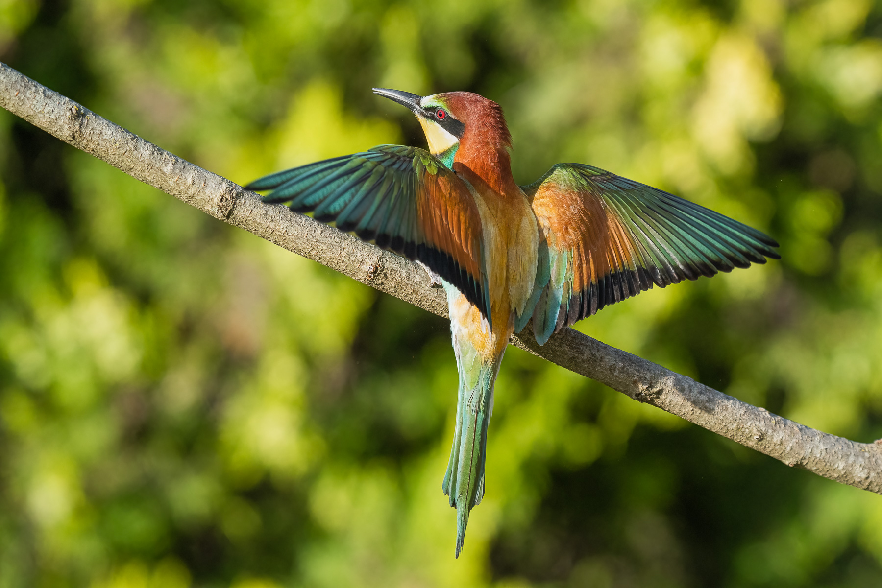 arrivo del gruccione