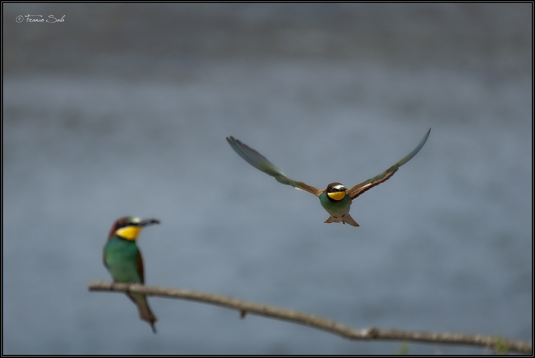 Gruccione sul Ticino