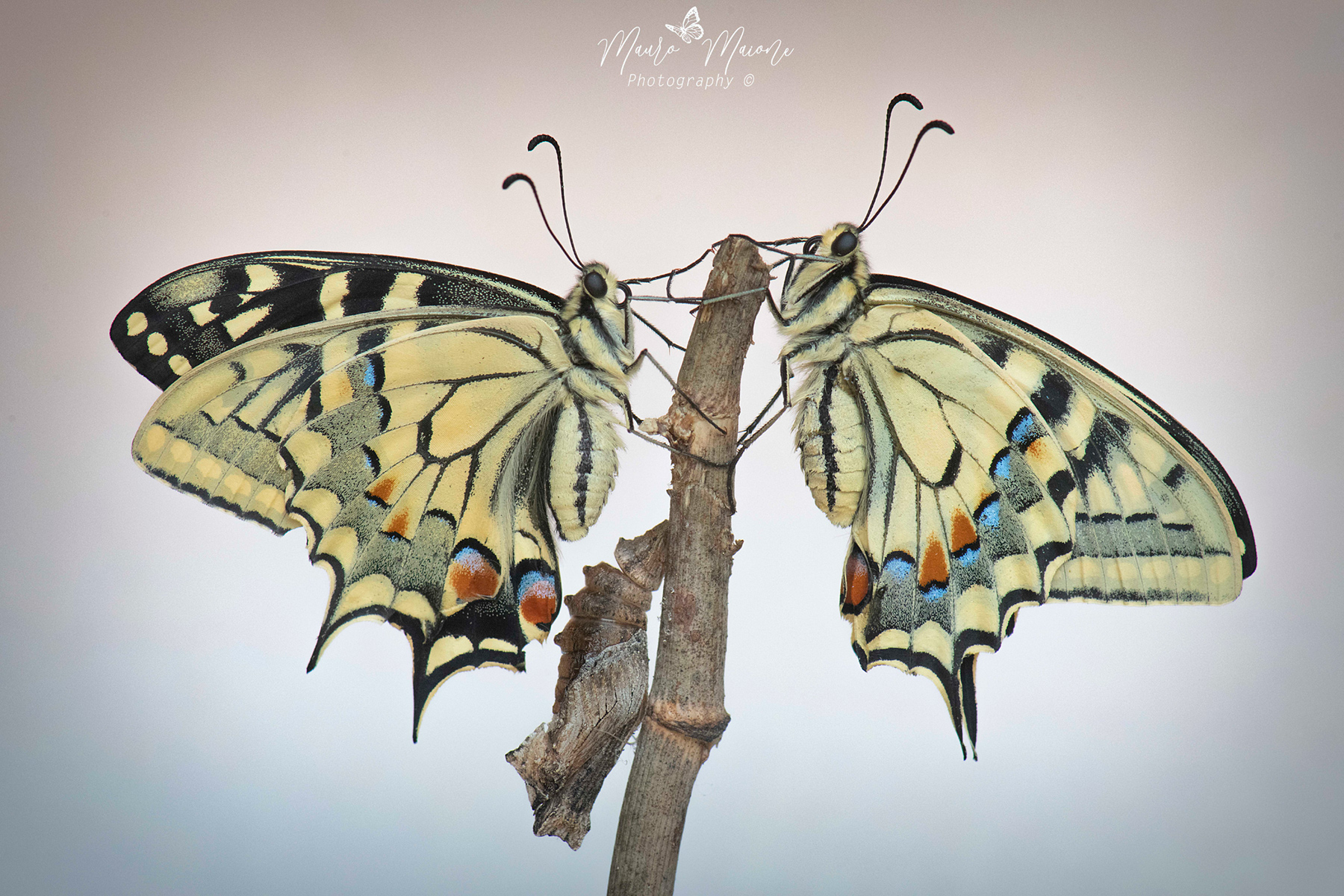 in attesa del primo volo