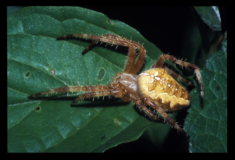 non � brutto..� un tipo