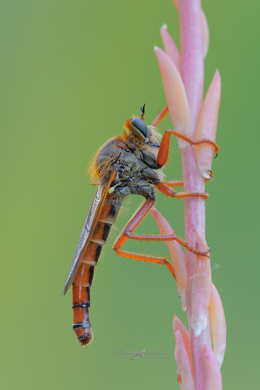Stenopogon-sabaudus_DSC8359