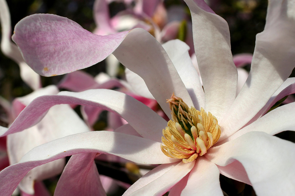 Magnolia Stellata