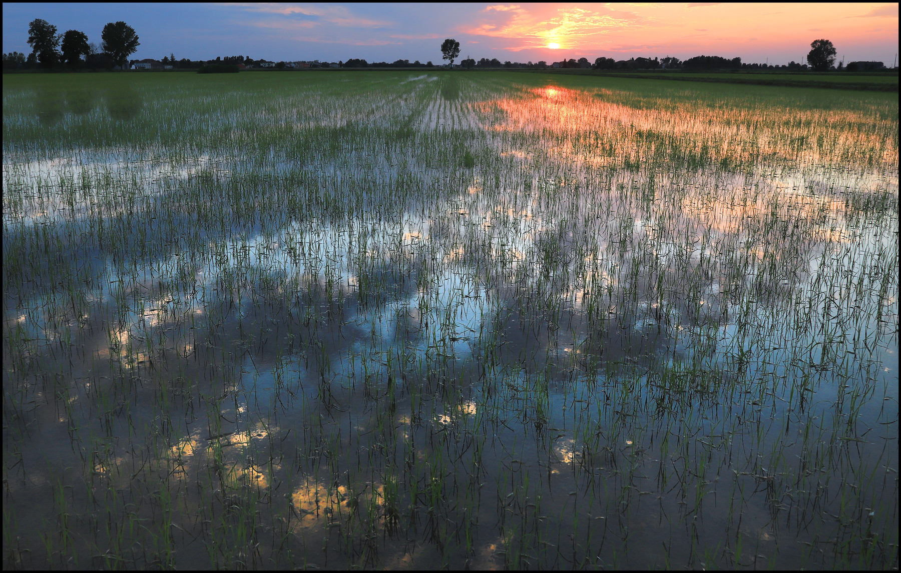 una sera in risaia...