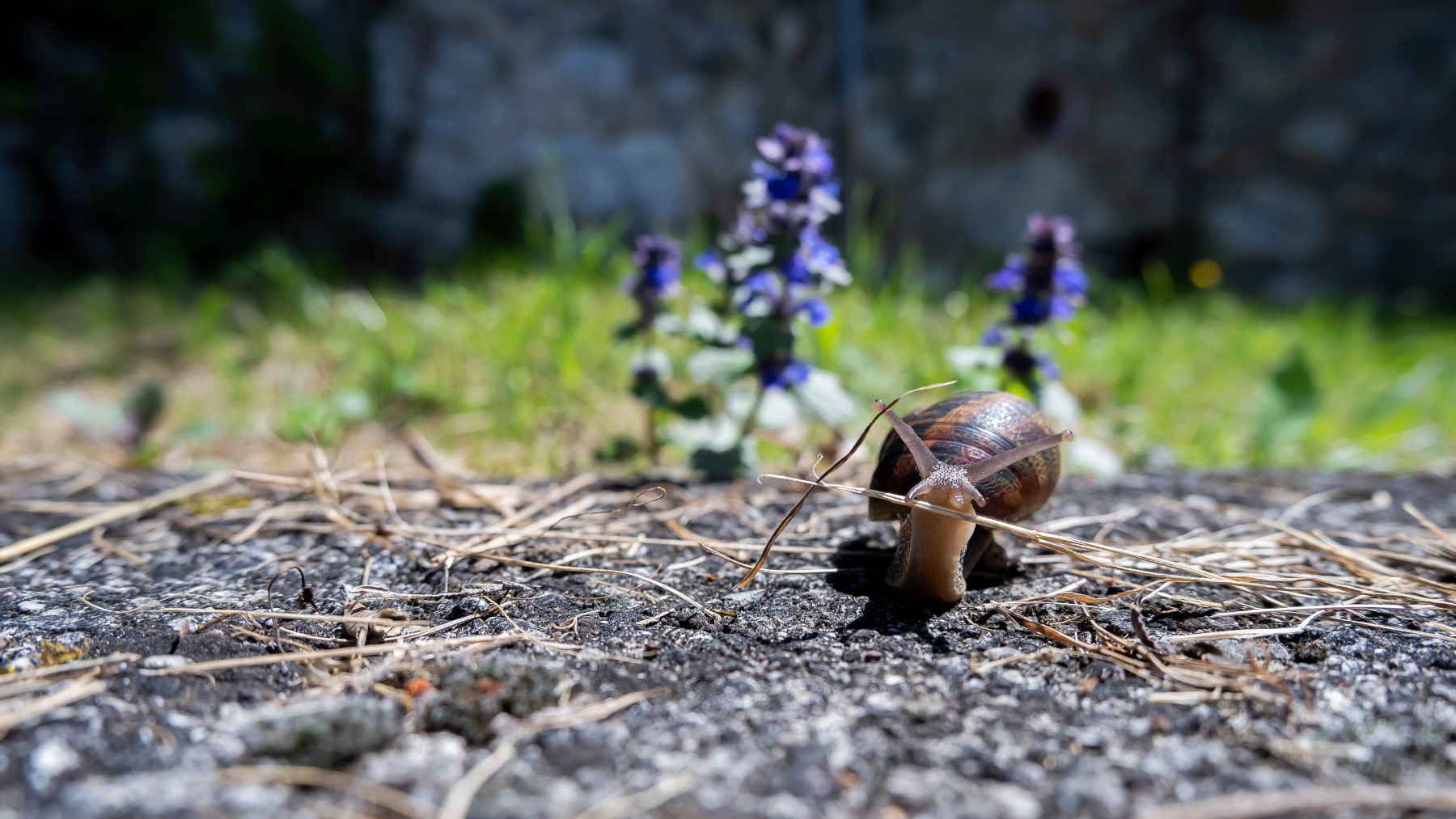 Tanto arriva la lepre di corsa, che la lumaca strisciando.