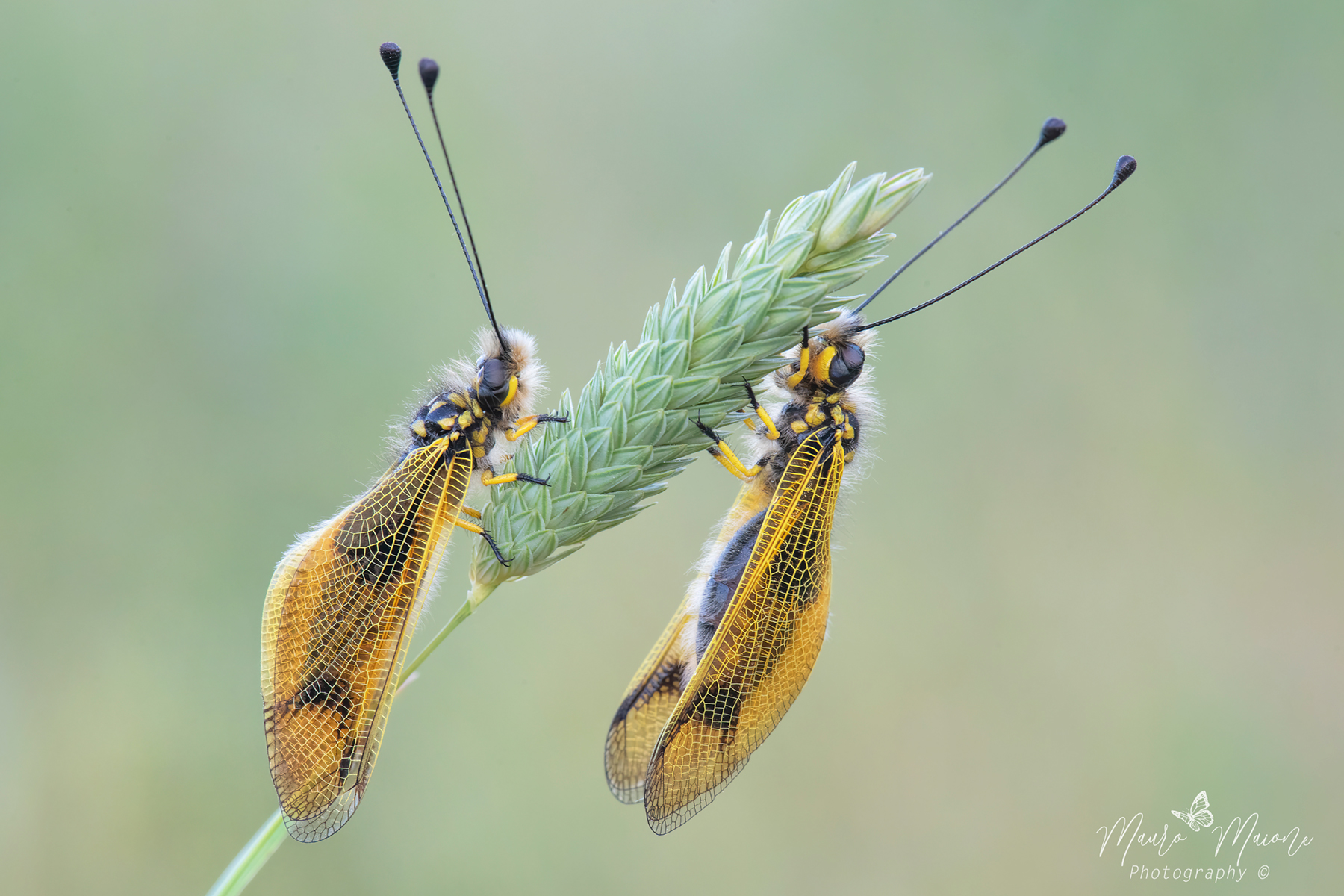 Libelloides lungicornis