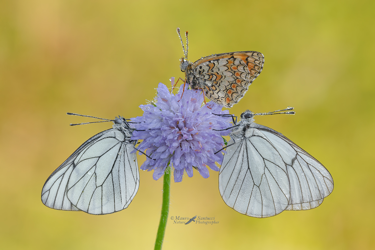 La-coppia-e-il-terzo-incomodo_DSC1744