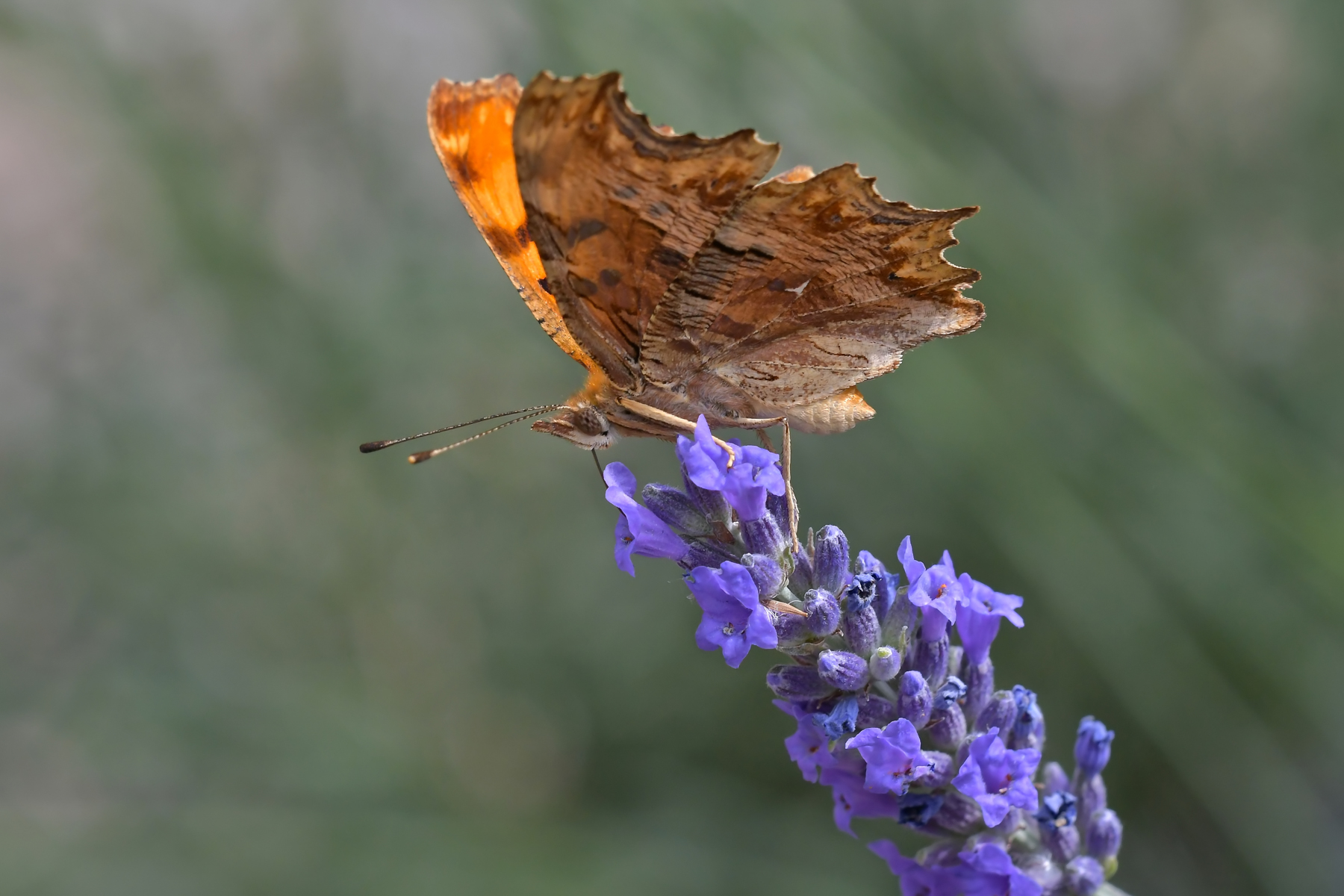 Vanessa C in alimentazione