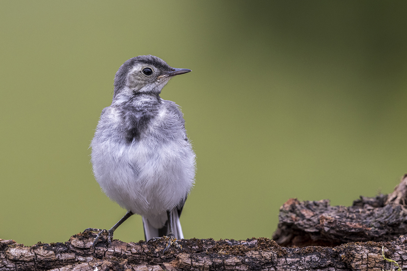 ballerina bianca giovane