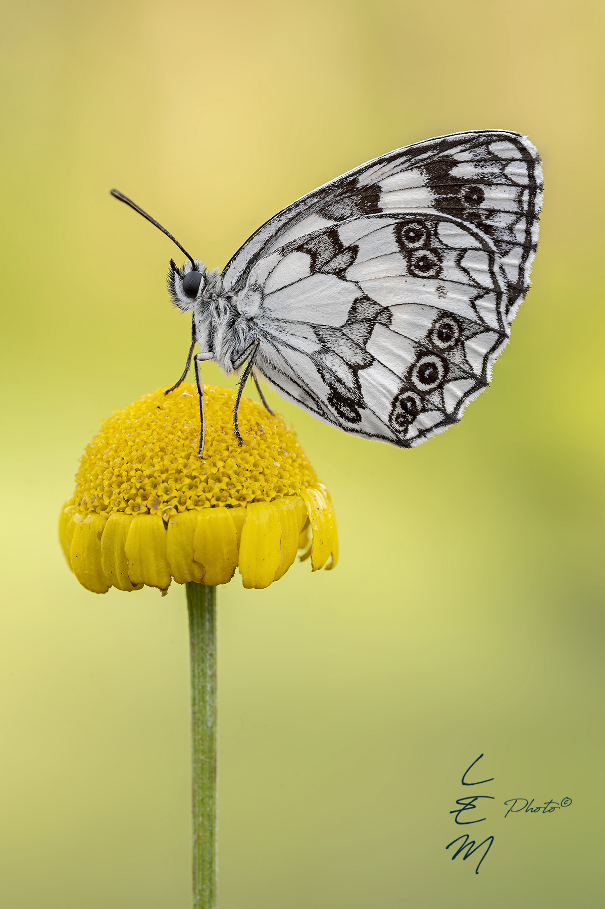 Melanargia galathea (Linn�, 1758)
