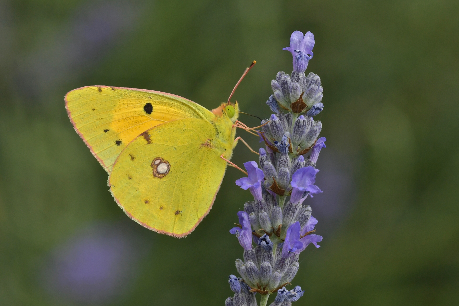 Colias crocea in alimentazione