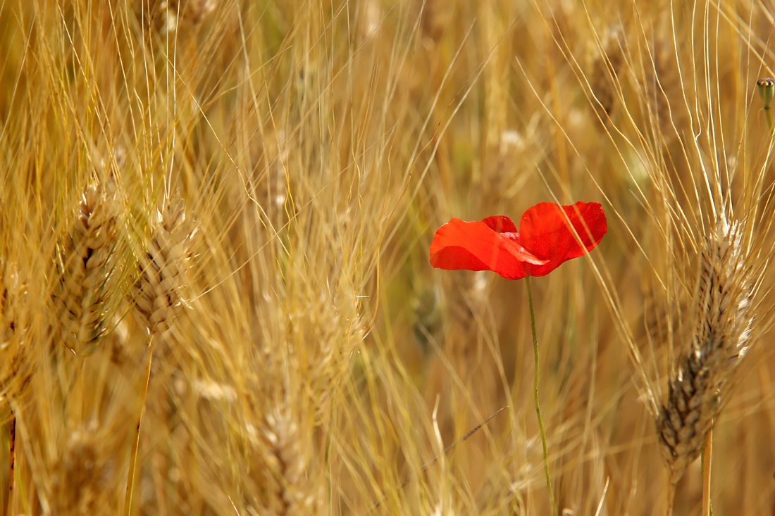 Papavero e grano