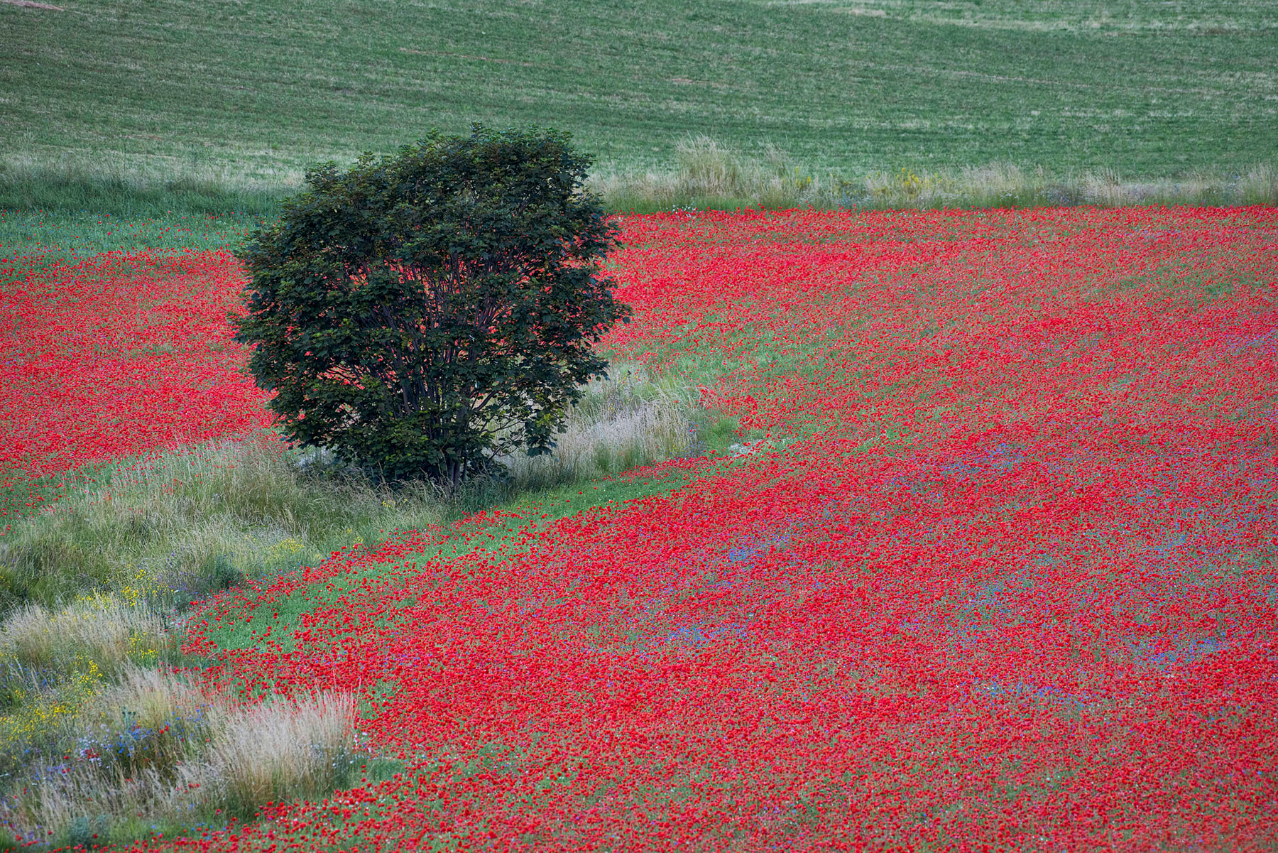 il guardiano del colore