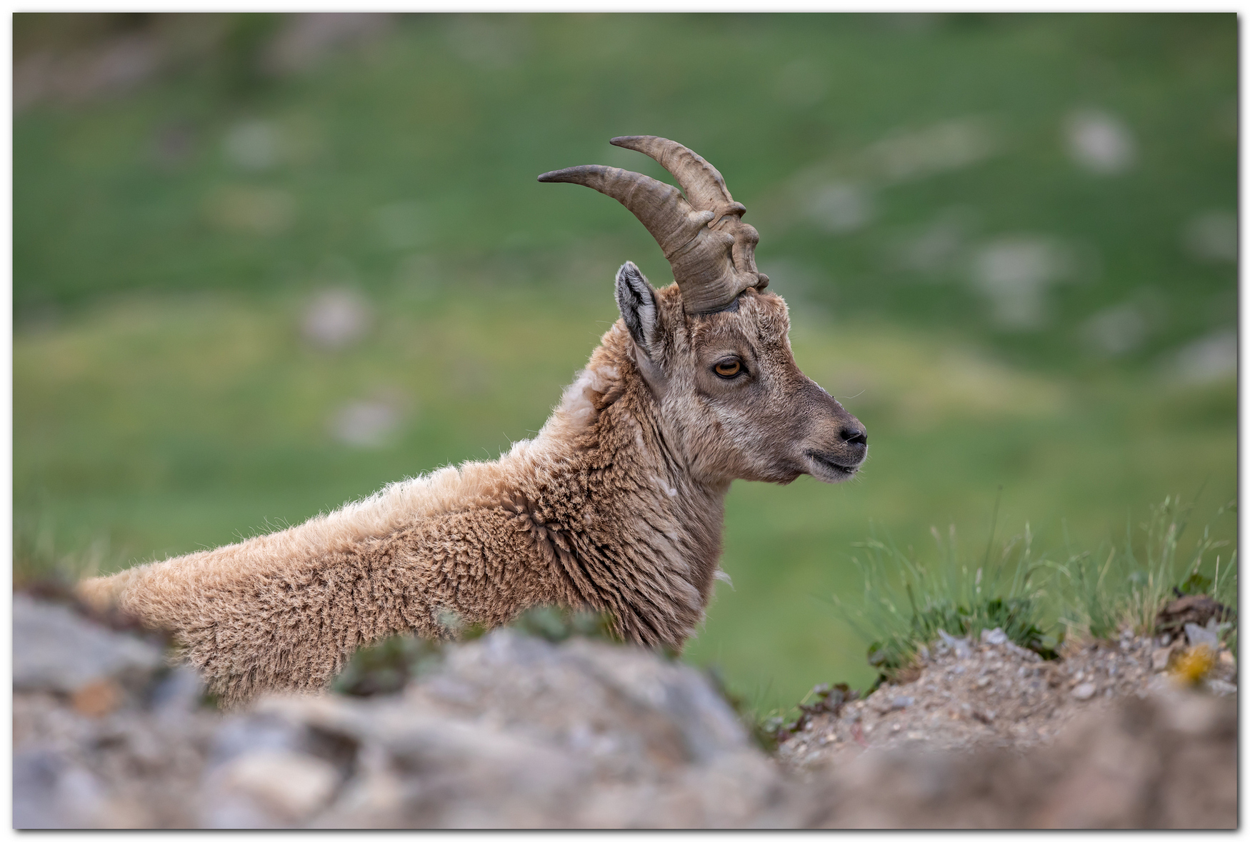 Giovane Stambecco di un paio d'anni.