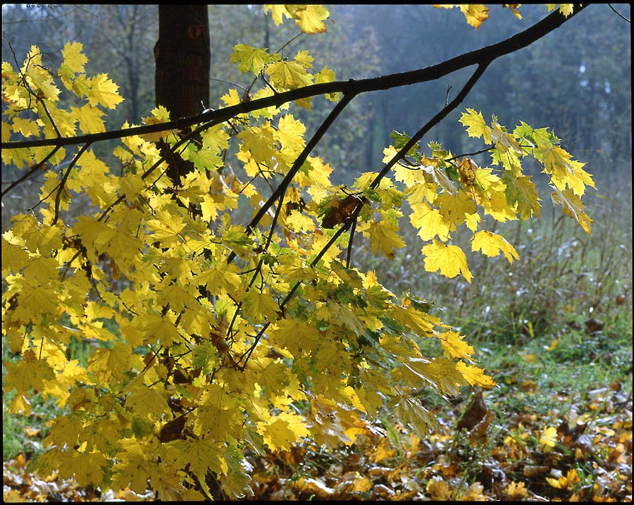 autunno giallo