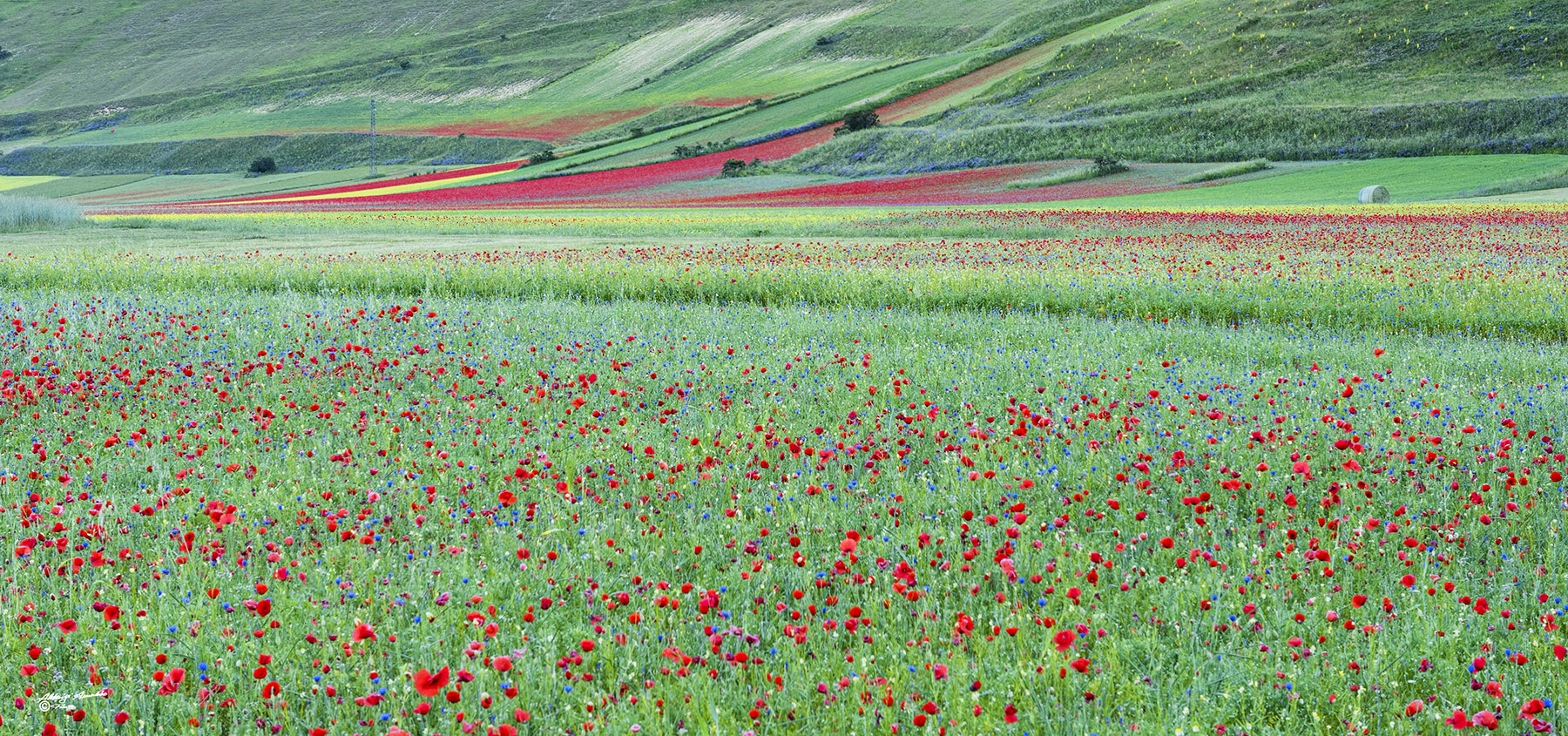 I colori della fioritura di Castelluccio..