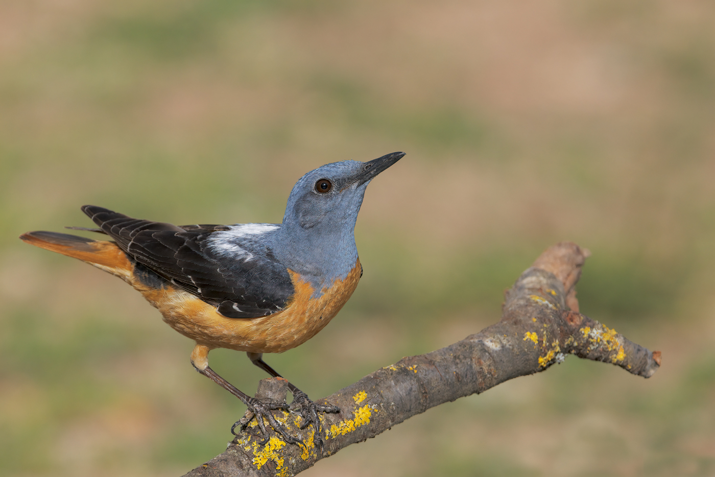 Codirossone (Monticola saxatilis) In abito riproduttivo