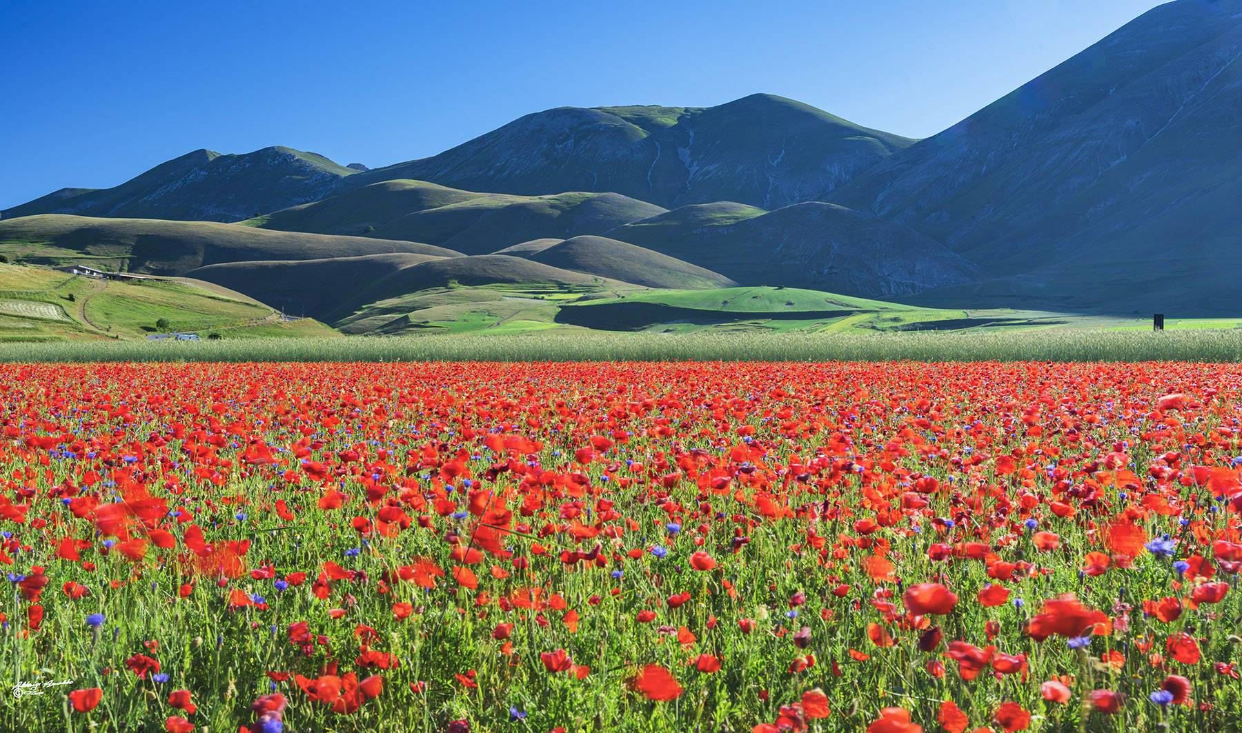 Castelluccio ed i suoi colori..(036b)