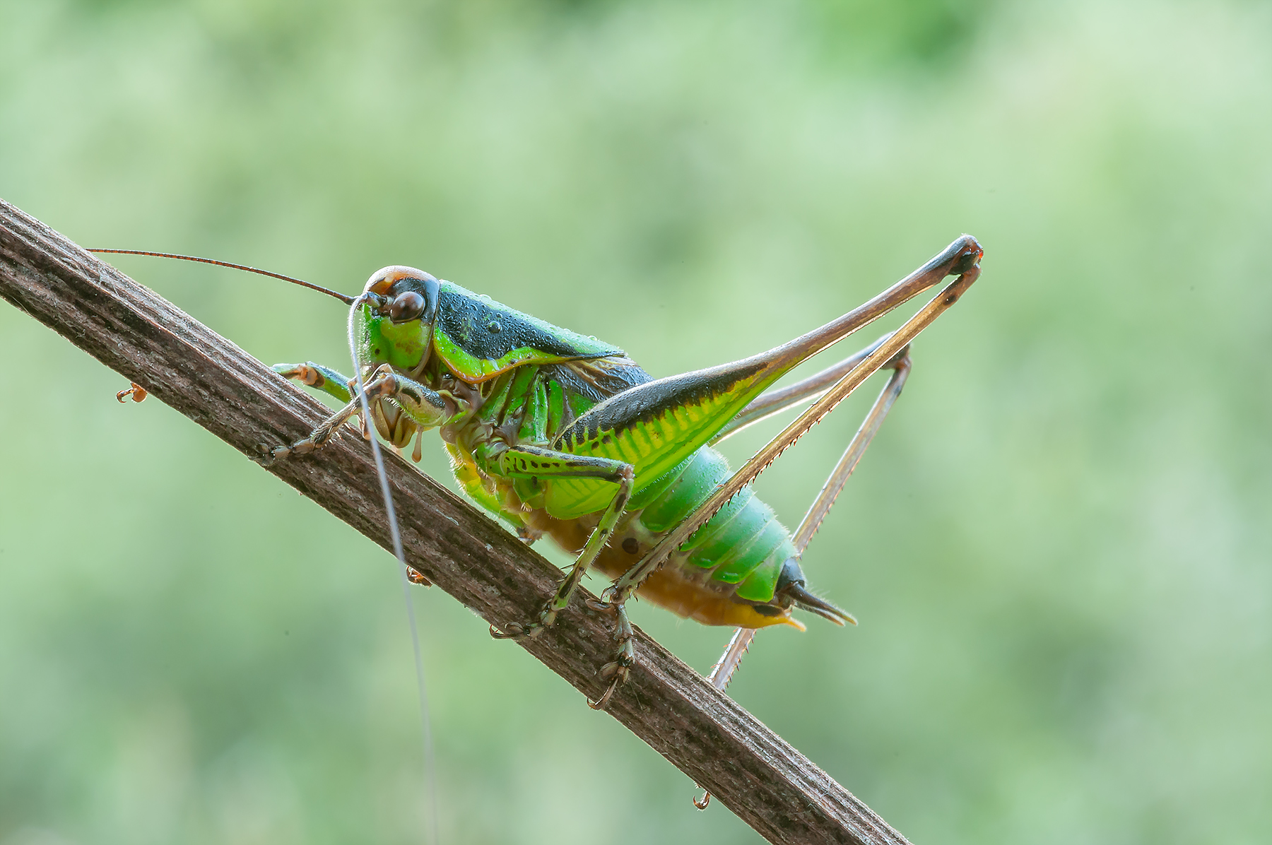 eupholidoptera chabrieri