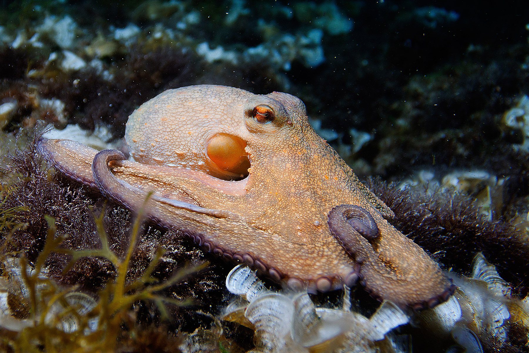 Passeggiata a otto gambe